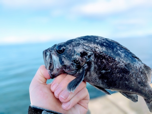 クロソイの釣果