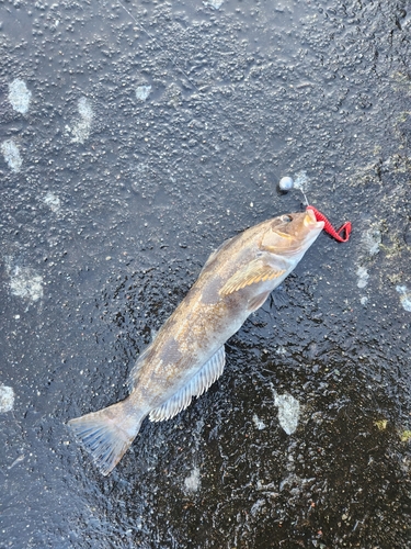 アブラコの釣果