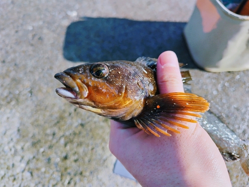 アイナメの釣果