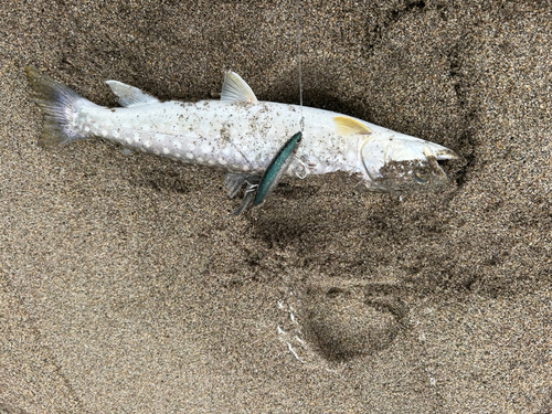 ウミアメの釣果