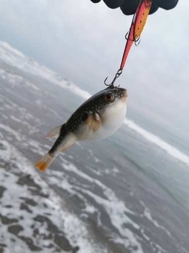 クサフグの釣果