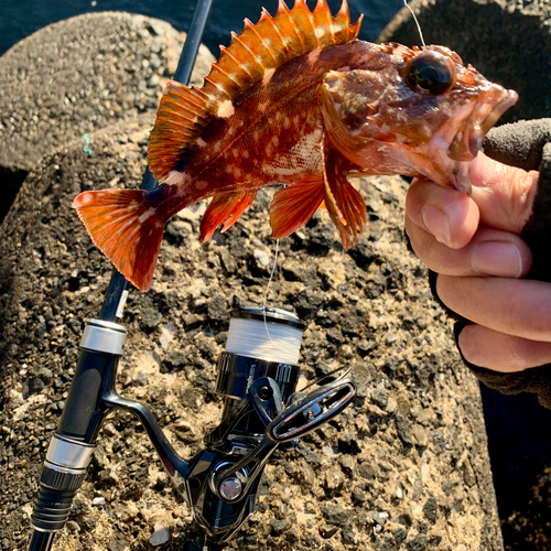 カサゴの釣果