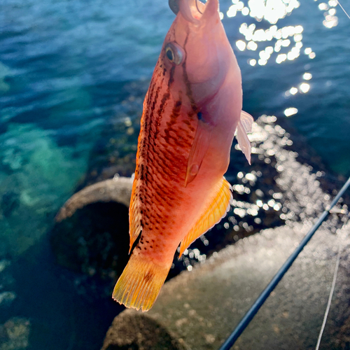 アカササノハベラの釣果