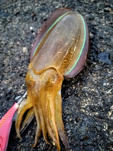 コウイカの釣果