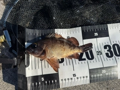 アカメバルの釣果