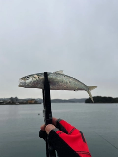 カタボシイワシの釣果