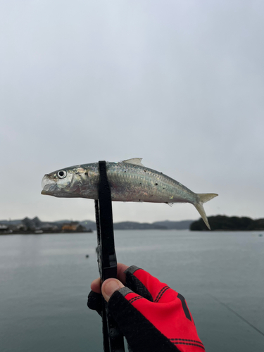 カタボシイワシの釣果