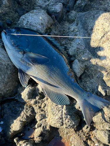 メジナの釣果