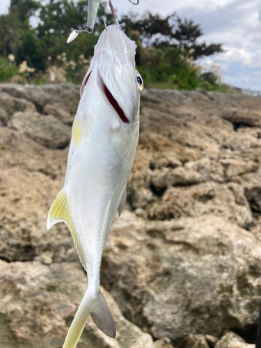 ガーラの釣果