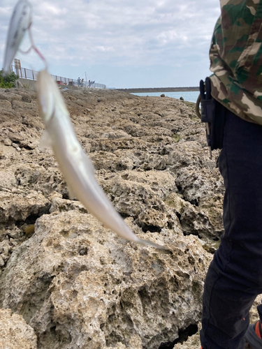 エソの釣果