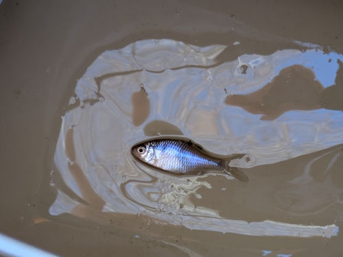 タイリクバラタナゴの釣果