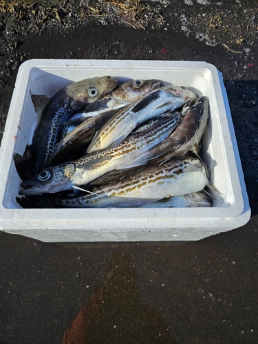 スケトウダラの釣果