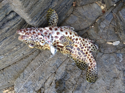 イシミーバイの釣果