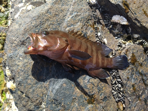 ヤミハタの釣果