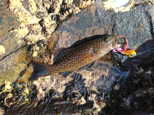 アカジンミーバイの釣果