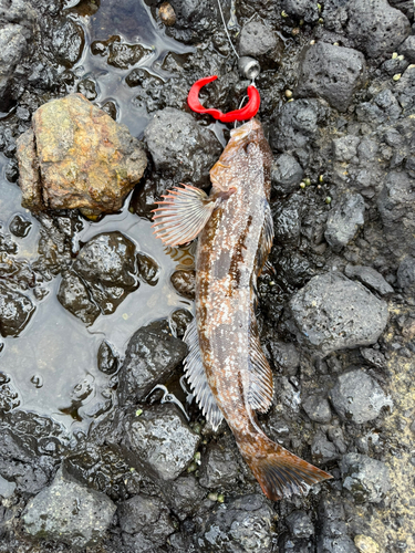 アイナメの釣果