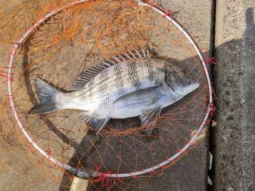 チヌの釣果