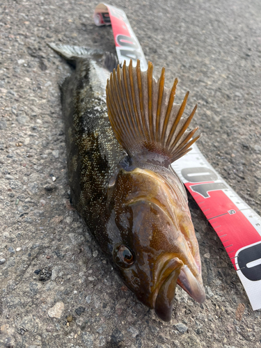 アイナメの釣果