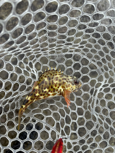 カンモンハタの釣果