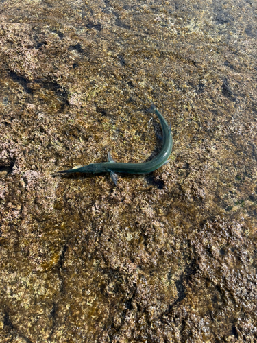 ダツの釣果