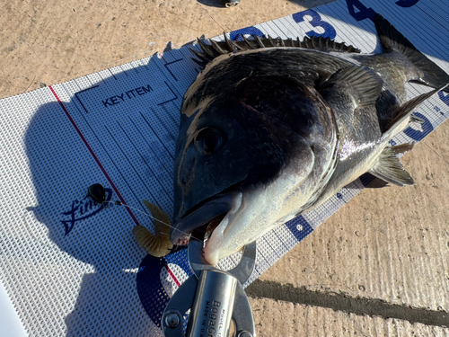 チヌの釣果