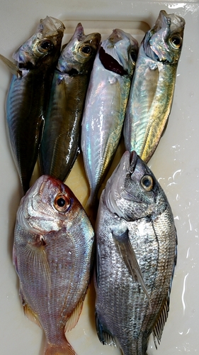 アジの釣果