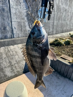 チヌの釣果