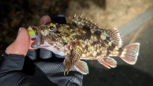 カサゴの釣果