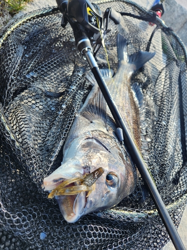 チヌの釣果