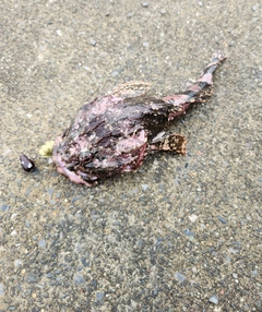 カジカの釣果
