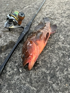 アコウの釣果