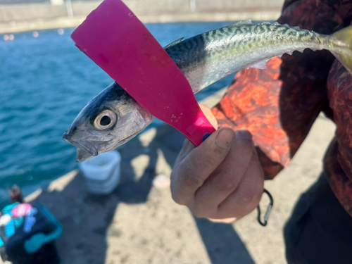 サバの釣果