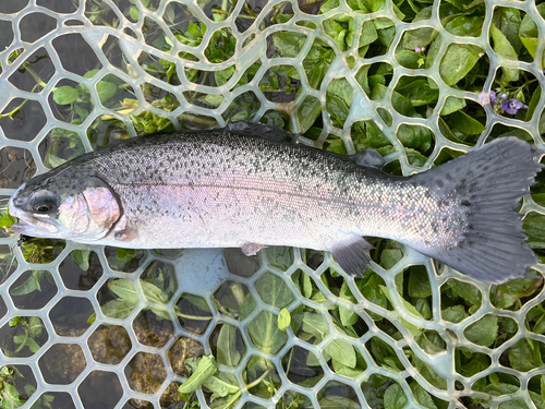 ニジマスの釣果