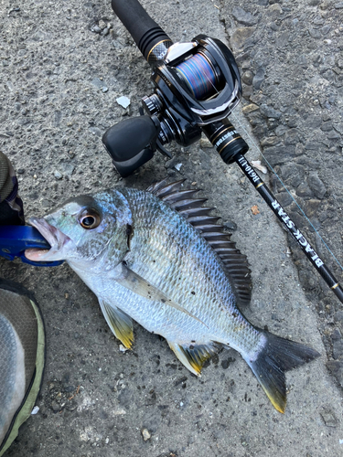 キビレの釣果