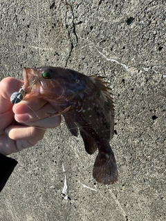 アコウの釣果