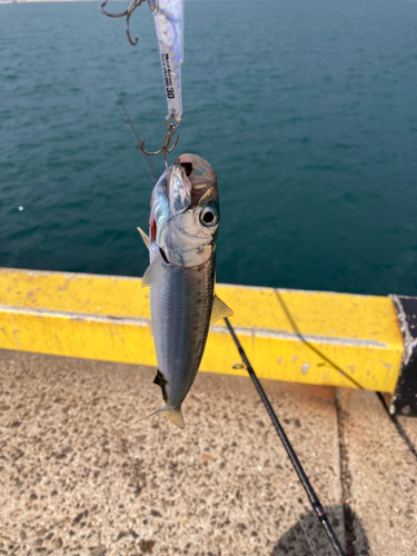 イワシの釣果