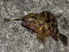 アラカブの釣果