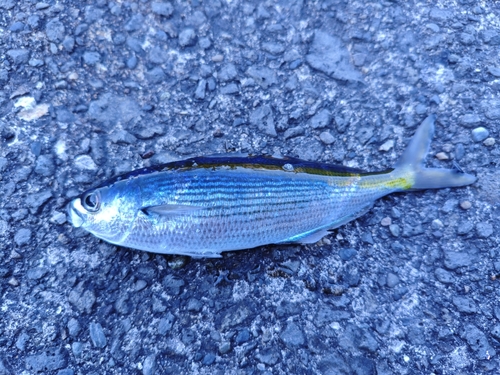 タカベの釣果