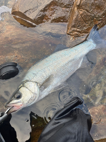 ヒラスズキの釣果