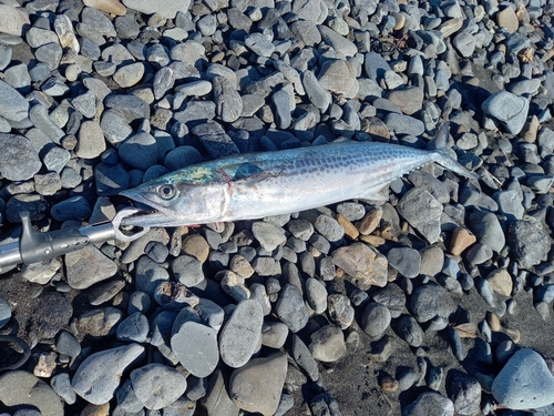 サゴシの釣果