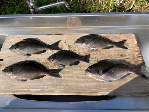 クロメジナの釣果