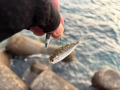 コバンヒイラギの釣果