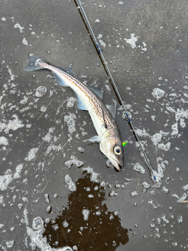 スケトウダラの釣果