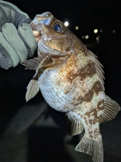 メバルの釣果