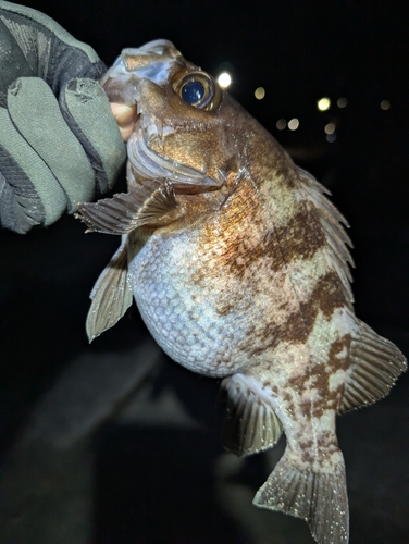 メバルの釣果