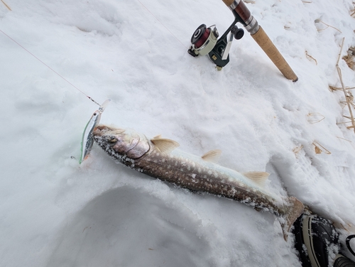 アメマスの釣果