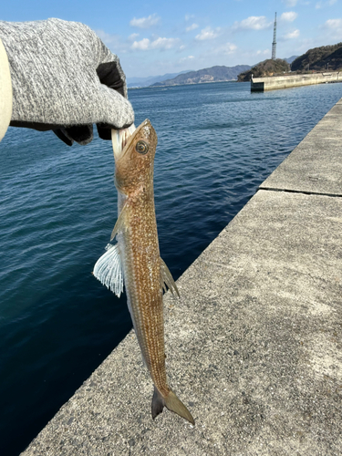 エソの釣果