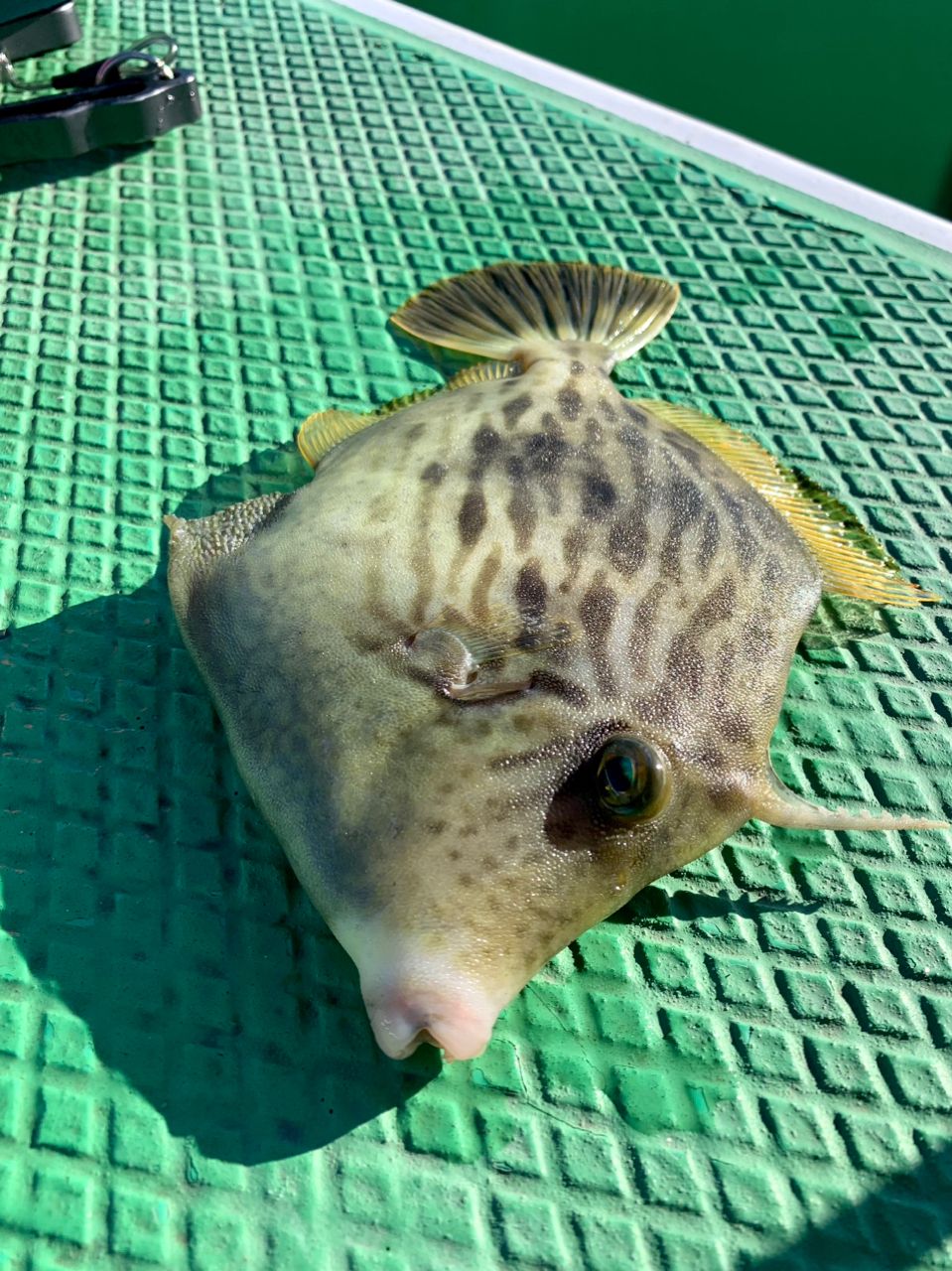 わじゅけんさんの釣果 2枚目の画像