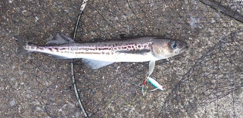 スケトウダラの釣果