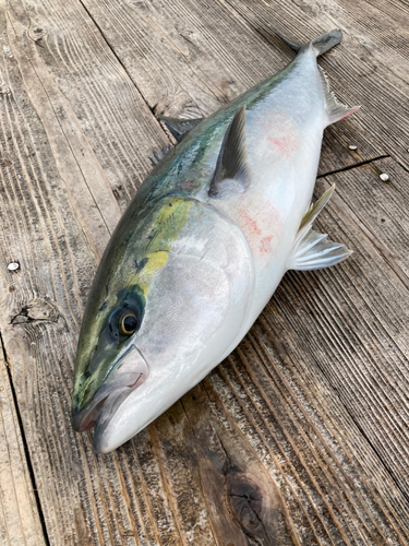 ハマチの釣果